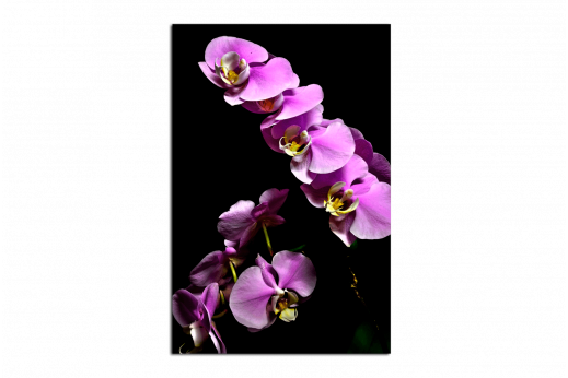 Картина Лавандовая орхидея